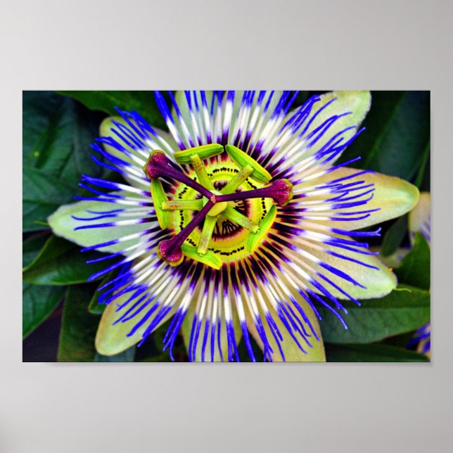 Passion Flower Summer Flowering Plant Poster (Front)