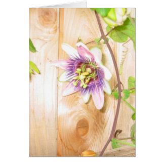 Passion Flower Vine