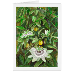 Passion Flowers