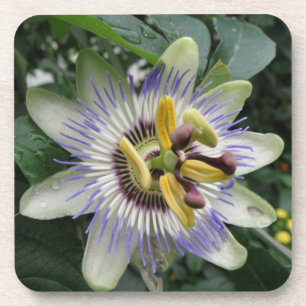 Passion Flowers Cork Coaster