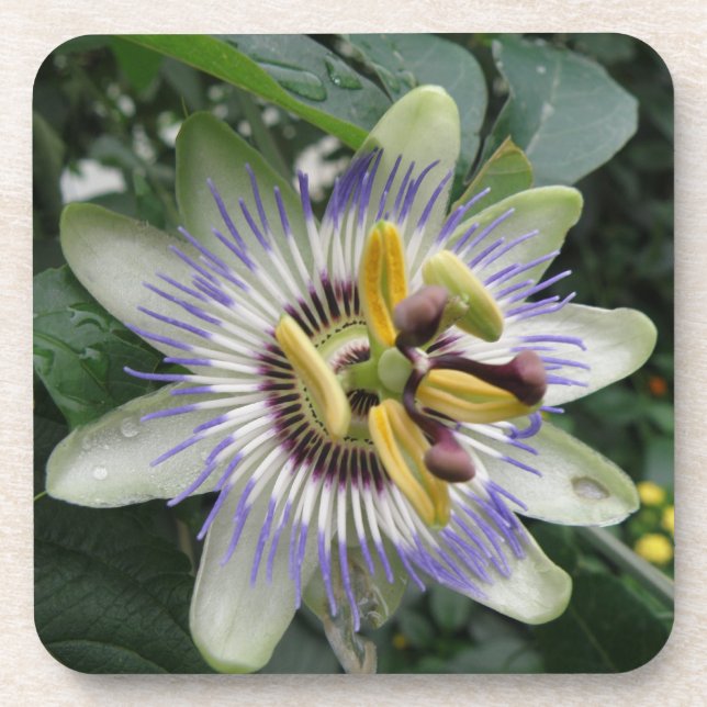 Passion Flowers Cork Coaster (Front)