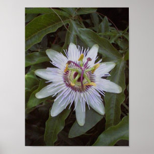 Passion Fruit Vine Flower Poster