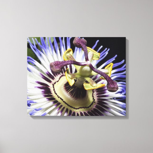 Passionflower close-up (MR) Canvas Print (Front)