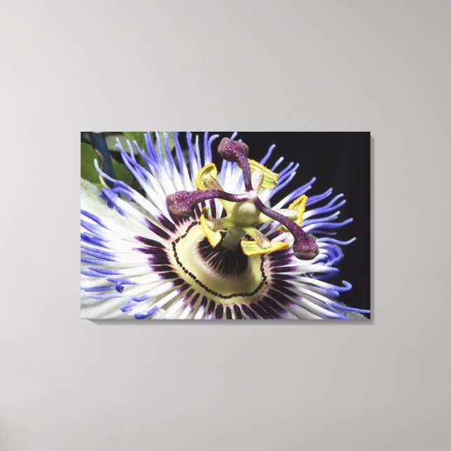 Passionflower close-up (MR) Canvas Print (Front)