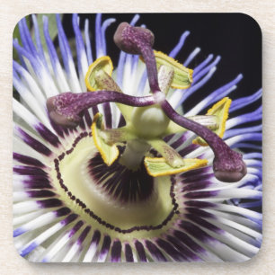 Passionflower close-up (MR) Coaster