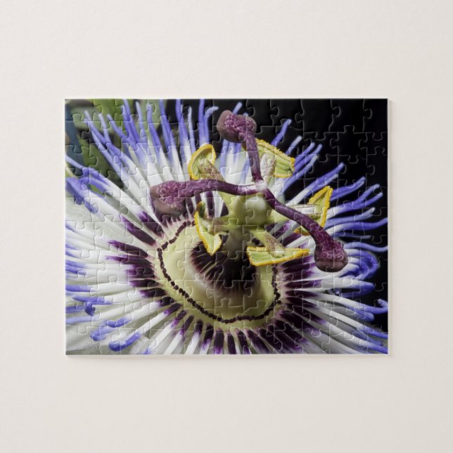 Passionflower close-up (MR) Jigsaw Puzzle (Horizontal)