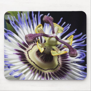 Passionflower close-up (MR) Mouse Mat