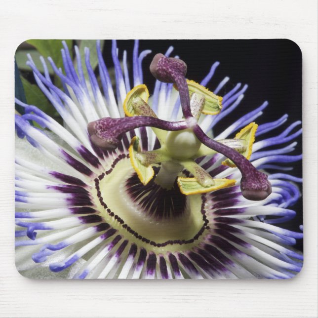 Passionflower close-up (MR) Mouse Mat (Front)