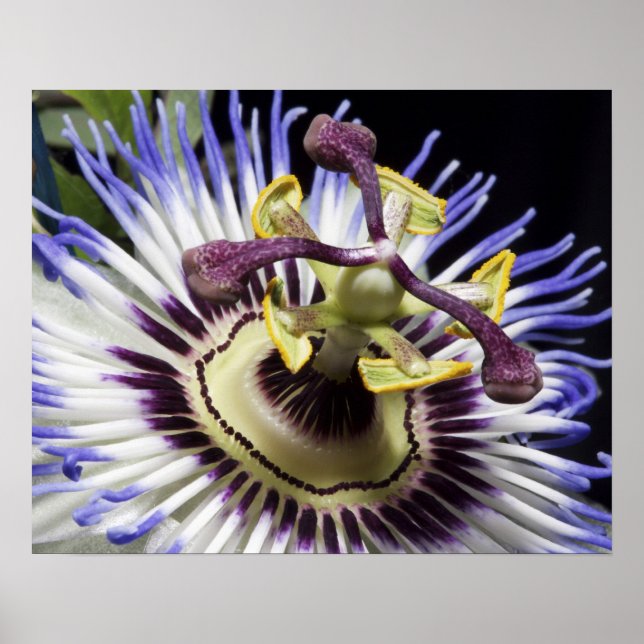 Passionflower close-up (MR) Poster (Front)