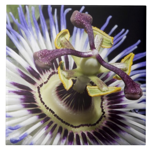 Passionflower close-up (MR) Tile (Front)