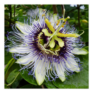 Passionfruit Bliss: Wall Decor Featuring Passiflor