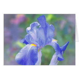 Pastel Blue - Iris