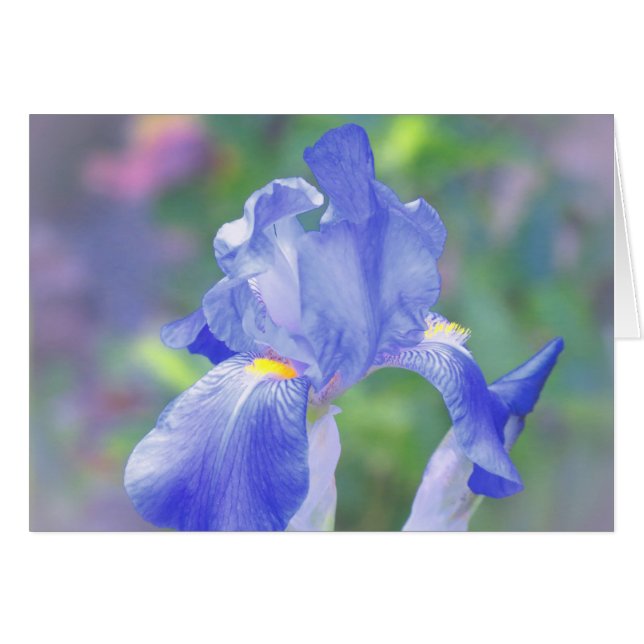 Pastel Blue - Iris (Front Horizontal)