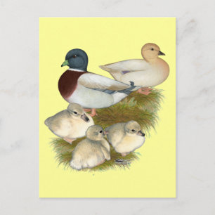 Pastel Call Duck Family Postcard