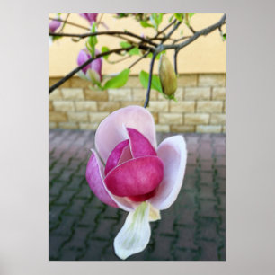 pastel colored magnolia poster