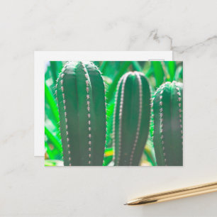 Pastel Green cactus plant leaves pastel Postcard