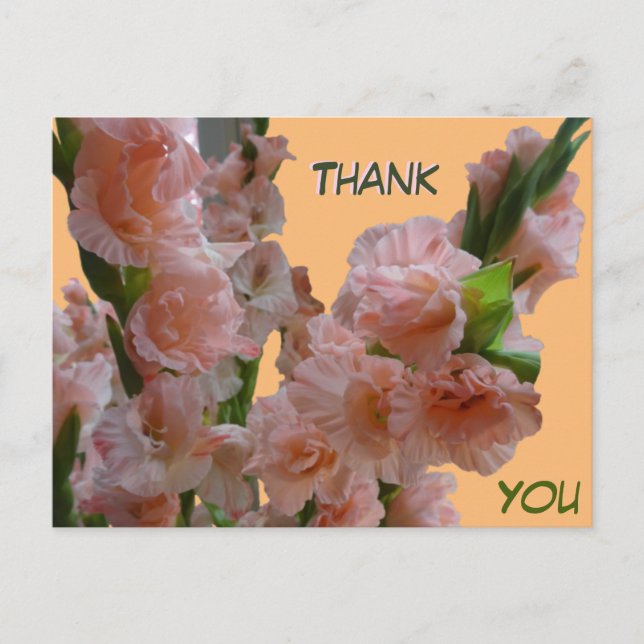 Pastel Orange Pink Gladioli Thank You Postcard (Front)