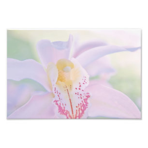 Pastel Orchid Photo Print