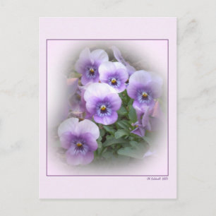 Pastel Pansies Postcard