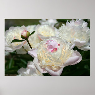 Pastel Peony Watercolor Print Pink White Poster