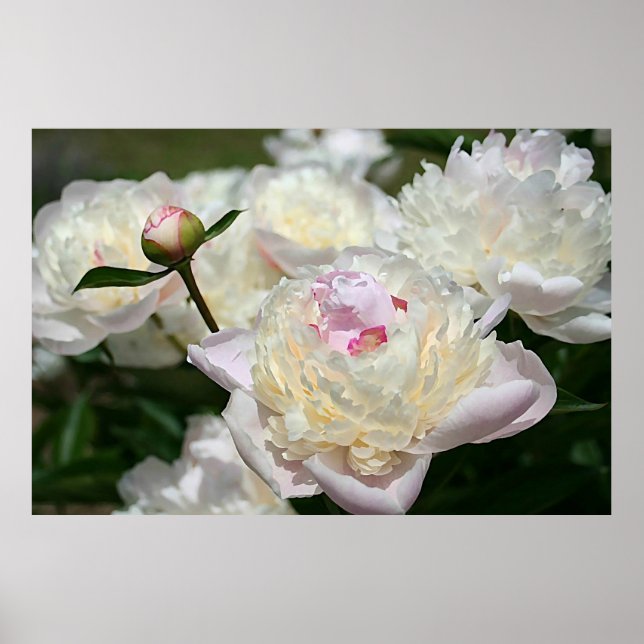 Pastel Peony Watercolor Print Pink White Poster (Front)