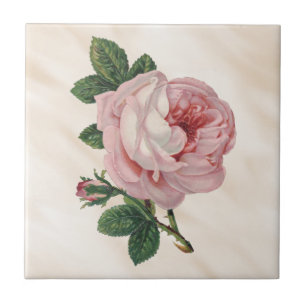 Pastel Pink Cabbage Rose Satin Antique Misty White Tile