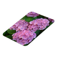Pastel pink Hortensia hydrangea bloom 