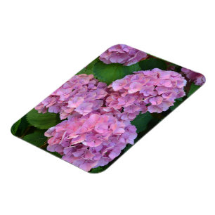 Pastel pink Hortensia hydrangea bloom  Magnet