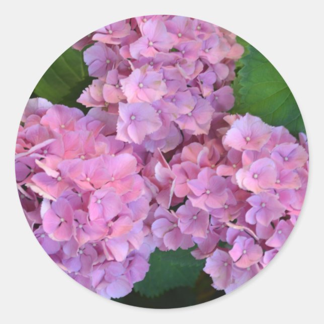Pastel pink Hortensia hydrangea flowers  Classic Round Sticker (Front)