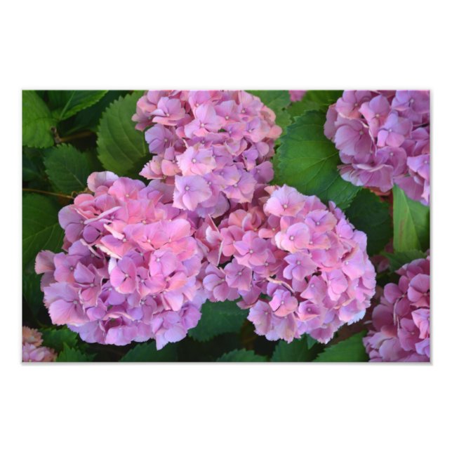 Pastel pink Hortensia hydrangea flowers  Photo Print (Front)