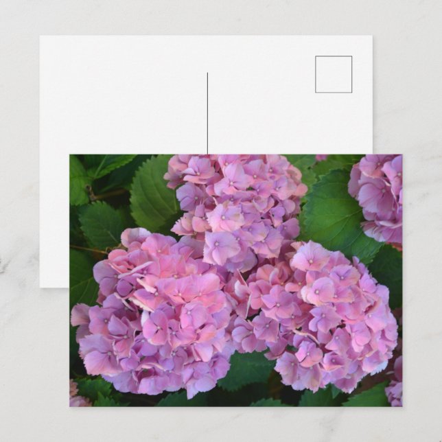 Pastel pink Hortensia hydrangea flowers Postcard (Front/Back)