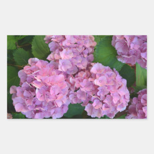 Pastel pink Hortensia hydrangea flowers Rectangular Sticker