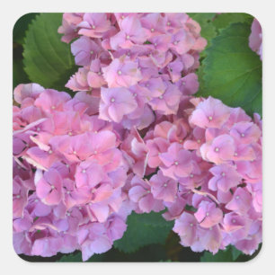 Pastel pink Hortensia hydrangea flowers  Square Sticker