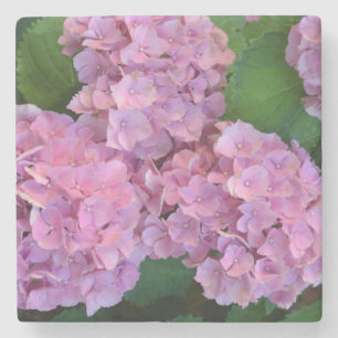Pastel pink Hortensia hydrangea flowers Stone Coaster