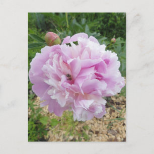 Pastel Pink Peony and Honey Bee Postcard