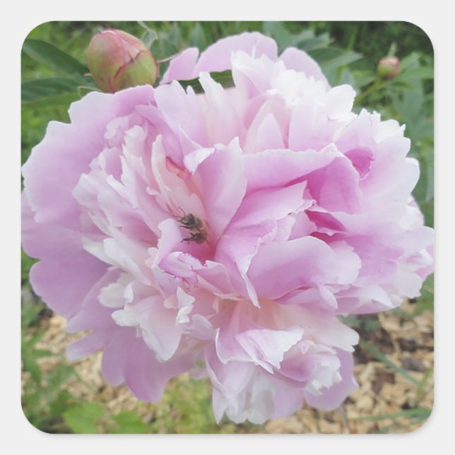 Pastel Pink Peony and Honey Bee Square Sticker (Front)