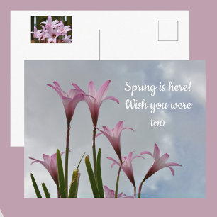 Pastel Pink Rain Lilies Floral Missing You Postcard
