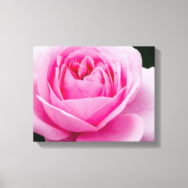Pastel Pink Rose Canvas Print (Front)