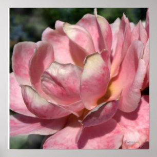 Pastel Pink Rose Poster Print