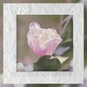 Pastel Pink Tulip Botanical Floral Photographic Acrylic Print
