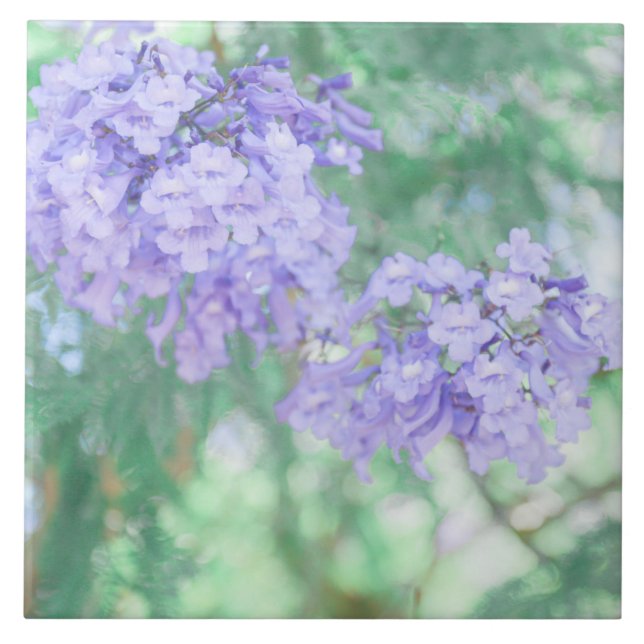 Pastel Purple Jacaranda Tree Flowers Tile (Front)