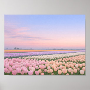 Pastel Tulip Field Sunrise Landscape Photo Poster
