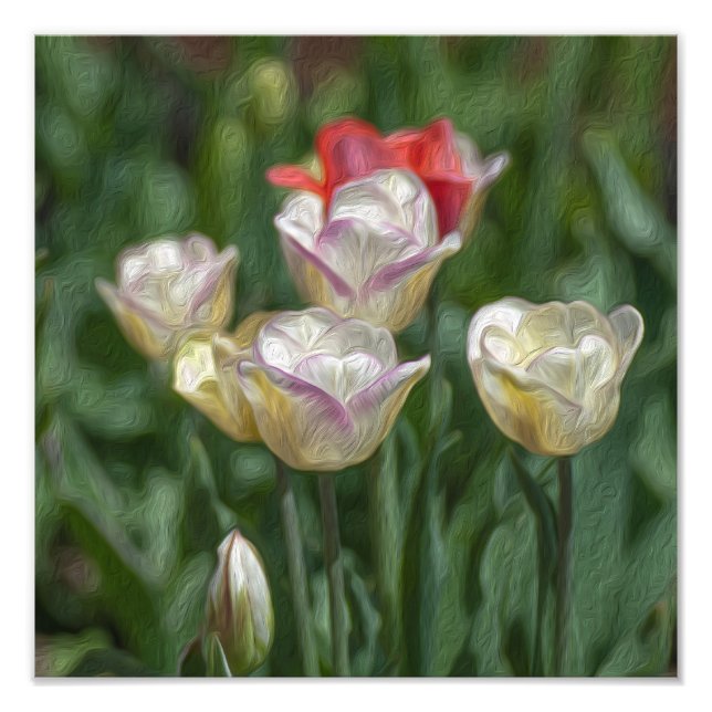 Pastel Tulips Photo Print (Front)