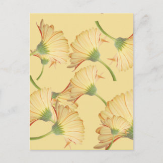 Pastel Yellow Daisy Background Postcard