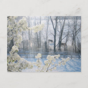 Pastoral Nature Scenery in Winter Postcard