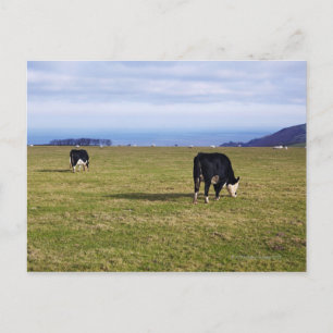 Pastoral scene of cows in field overlooking postcard