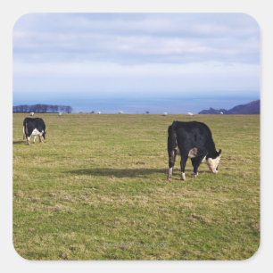 Pastoral scene of cows in field overlooking square sticker
