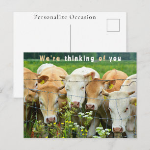 Pasture Cows Thinking of You Rustic Farm Greetings Holiday Postcard