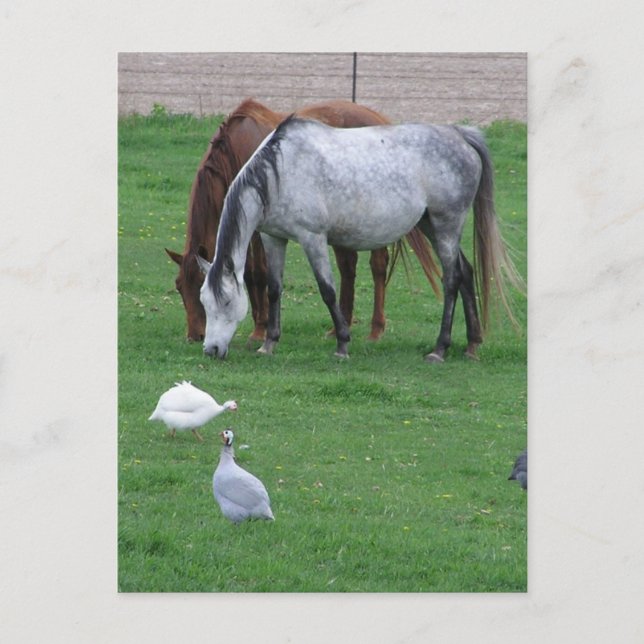 Pasture Postcards #1 (Front)