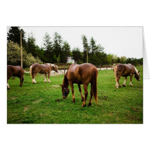 Pasture Scene